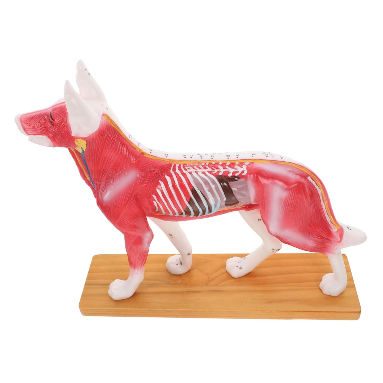 PRETYZOOM School Teaching Tool Realistic Dog Model Anatomy Canine Anatomy Model Tools for Dog Model Anatomy Teaching Study Supplies Dog Anatomy Model Training Model