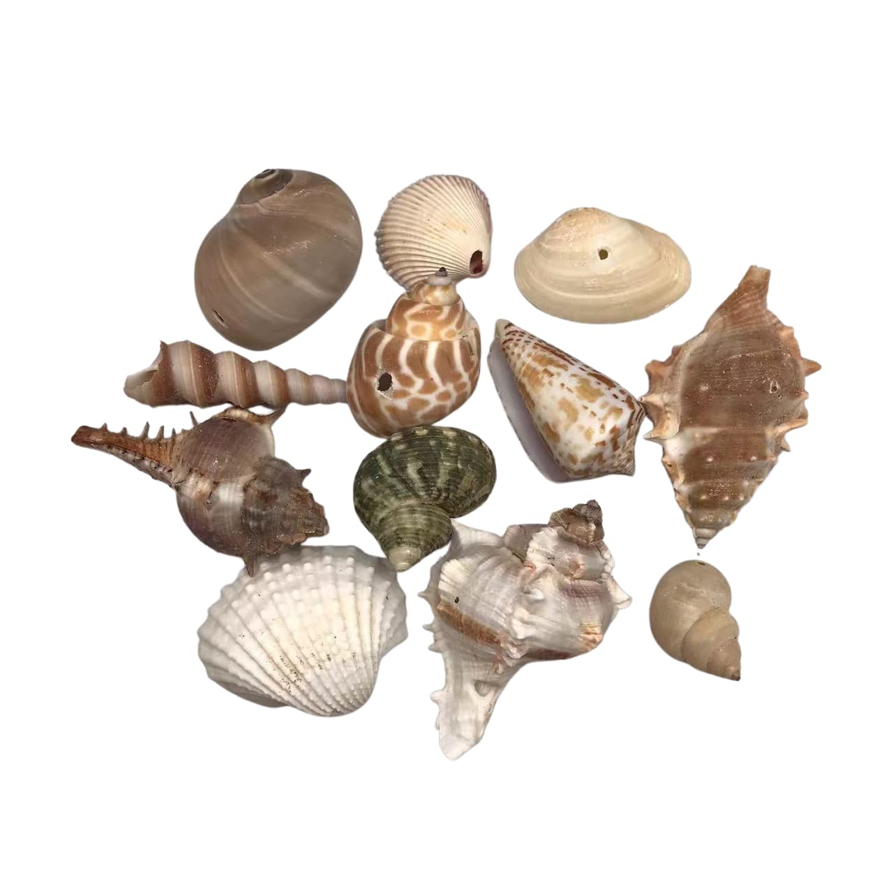 MMvolesyMedium Drilled Shell Mix Sea Shells Natural Conch 8 OZ Apprx.20+Pc Shells,1-1/2inch-2Inch