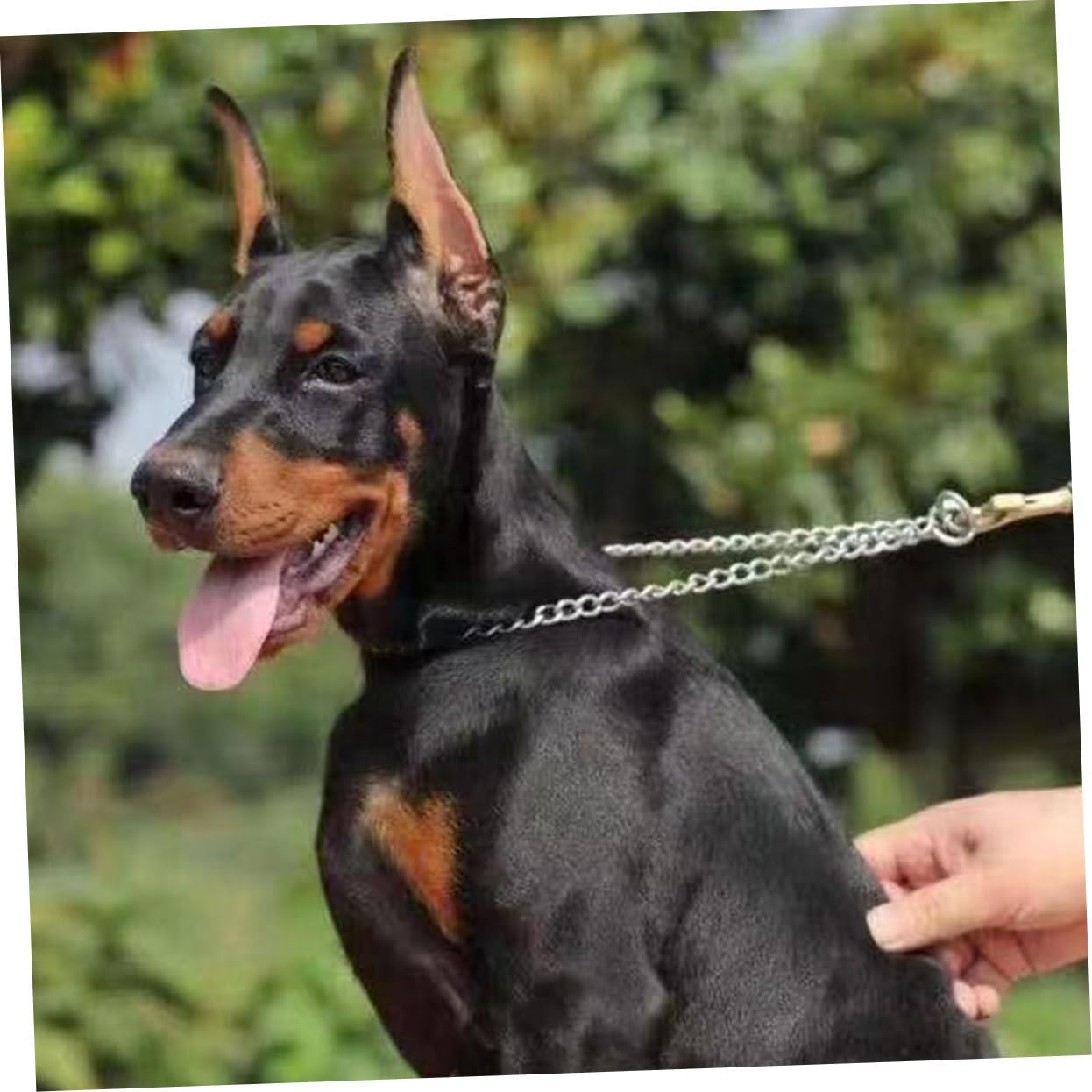 HANABASS 5paare Hund Ohrstütze Hund Ohren Aufsteller Kleberlose Unterstützung Für Stehende Ohren Sicheres Und Bequemes Zubehör Für
