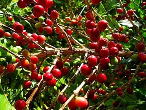 R[q[ 1kg CG oj[}^ i`/ThC R