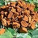 Produktbild Chaga-Brocken 150g. bis zu 5 cm.