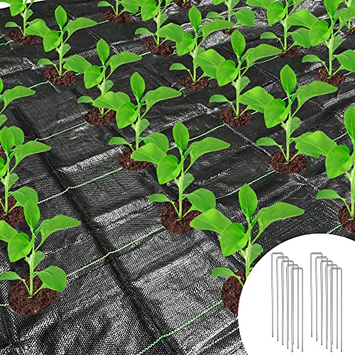 1 x 10 m de membrane anti-mauvaises herbes avec trous, barrière contre les mauvaises herbes, tissu paysager avec trous de plantation, tapis de sol avec 10 piquets en acier Cover