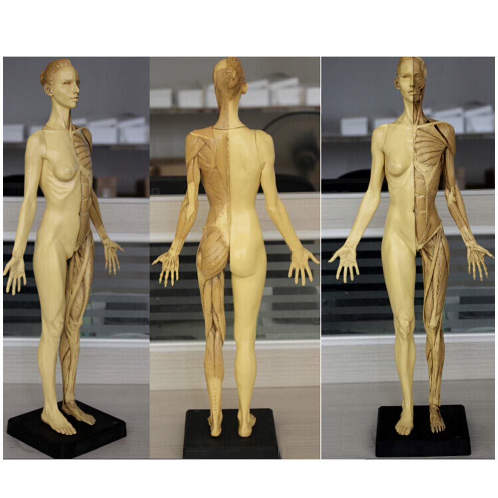 Sjdopulse Women's A Natomy Figure Model - Human Skeleton Natomical Painting Model - 60Cm Human Body Musculoskeletal Natomical Model - For Medical Rtist Drawing Study (A)