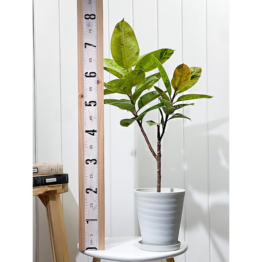 Amazon｜PLANCHU 観葉植物 フィカス ジン 6号鉢 受け皿付き 育て