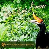  Die Magie Borneos (Tropische Naturgeräusche aus Kalimantan\'s Primären Regenwäldern)