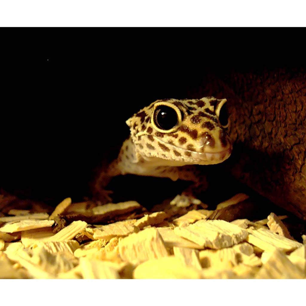 Agujero Escondite De Reptiles, Caja De Cueva De Reptiles-Hábitat Decoración De Esquina Escondites De Tortugas Lagarto Serpiente Accesorios De Caja De Reptiles Adornos (21,5 * 15 * 12 Cm)