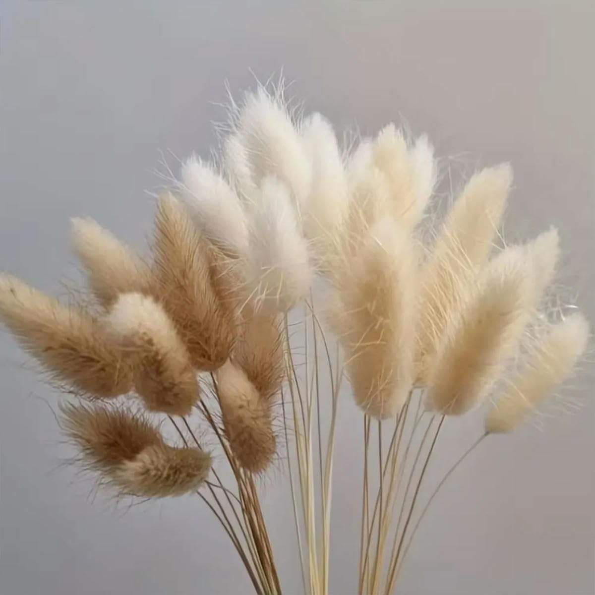 Lot de 50 Bouquets de Fleurs séchées en Herbe de Queue de Lapin Naturelle, pour Mariage, Maison, fête, Bureau, Arrangement Floral Moelleux, décoration, Rouge, 50 pièces