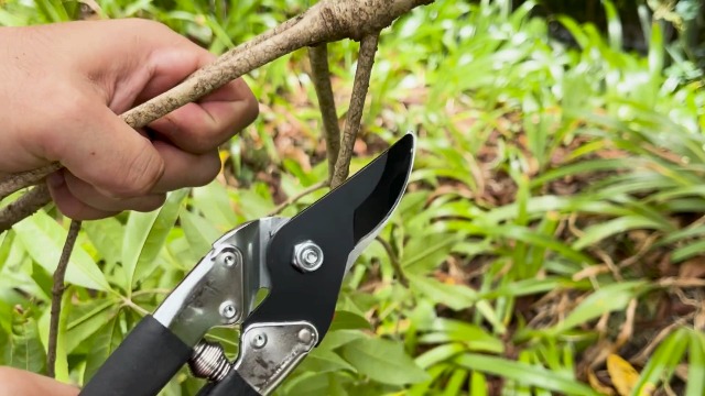 Amazon.com : Saboten 7.9-Inch Bypass Pruning Shears