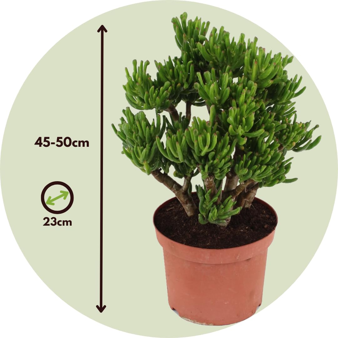 Plant in a Box - Pianta di Giada - Crassula ovata 'Hobbit' - Alt. 45-50cm - Vaso 23cm - Da interno - Succulenta - Verde