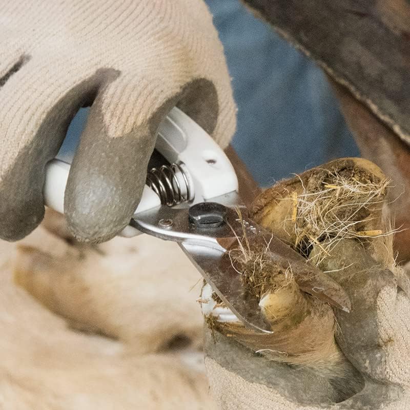 Miniatura 4 de Premier 1 Supplies Tijeras de corte de pezuñas ARS para ovejas y cabras