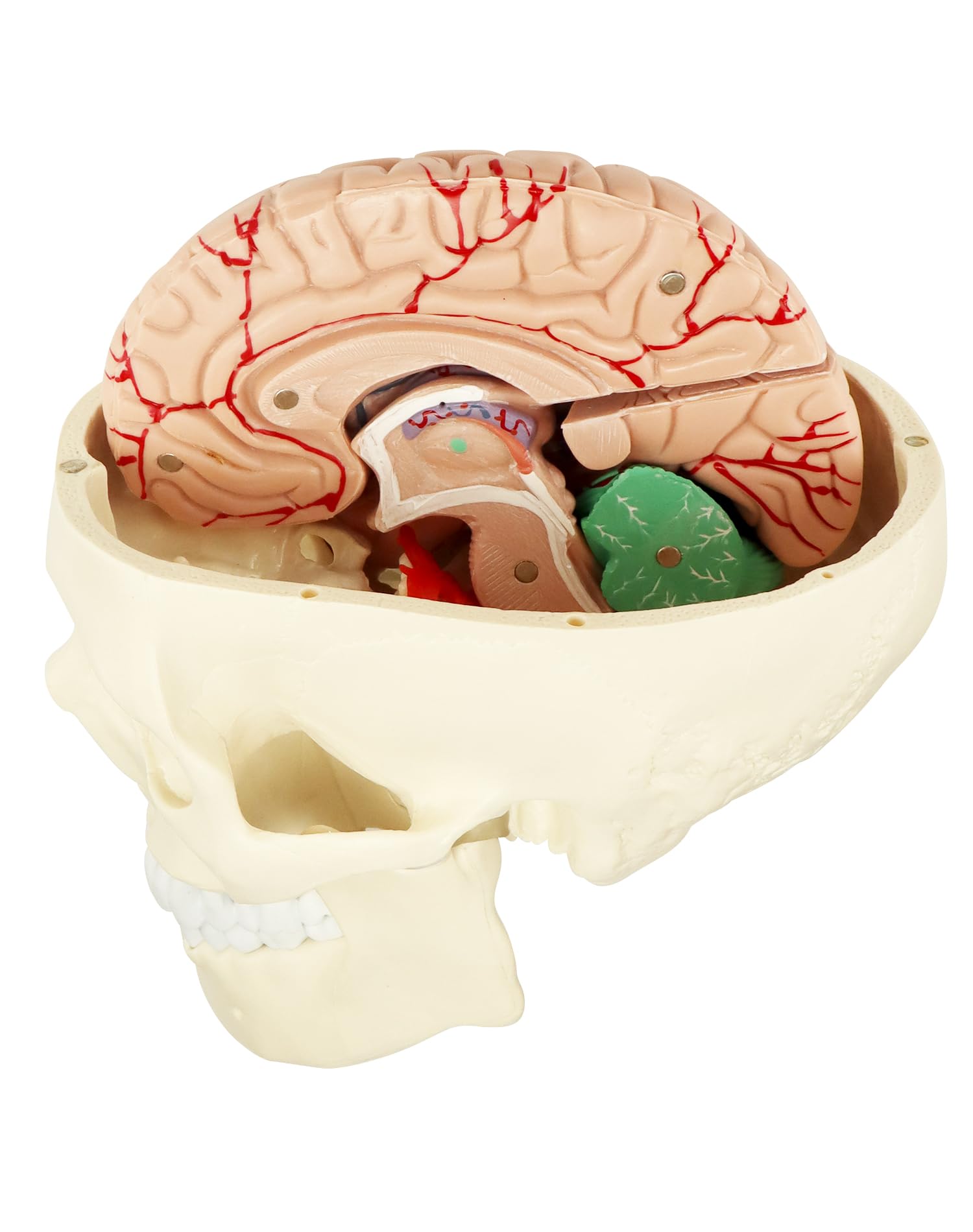 QWORK® Modèle de crâne anatomique en 3 parties - Modèle de cerveau en 8 parties avec chiffres - 1:1 taille réelle