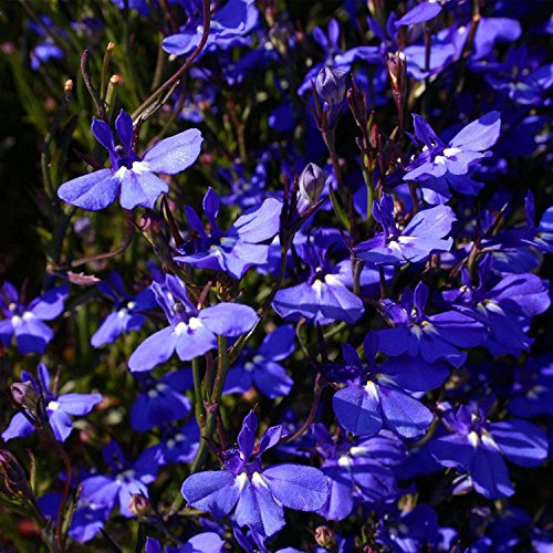 Lobelia Flower Garden Seeds - Sapphire - 1000 Seeds - Trailing, Annual Flower Gardening Seed - Lobelia erinus