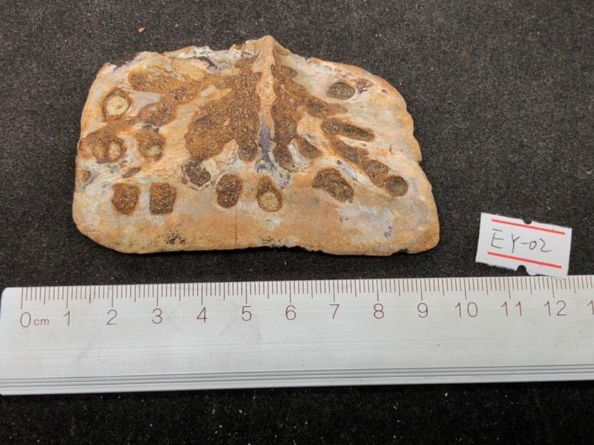 Jurassic Ancient Giant Beast Armor Fossils from the Ice Age