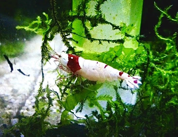 Garnelenglück - PRL Red Bee Garnelen - Pure Red Line - Caridina (10)