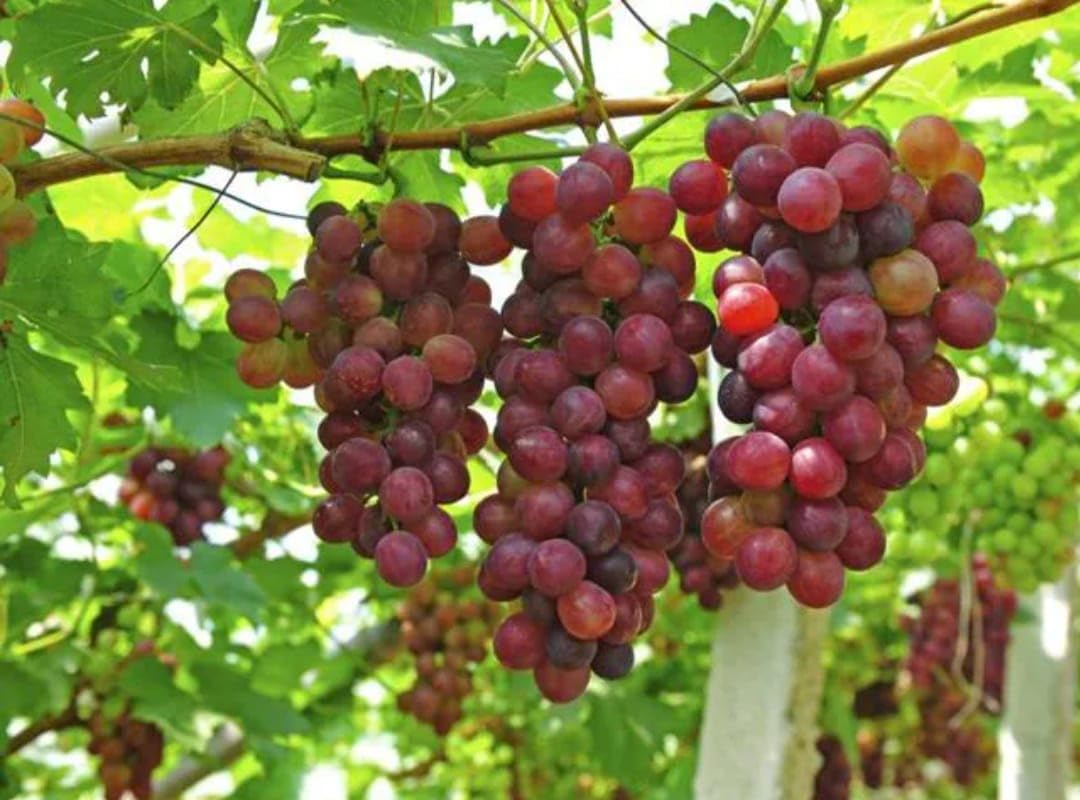 NEW DEBNATH NURSERY` Grape Fruit Giant Red Globe Exotic Berry for Home Garden With Black Pot 4 Inch Size HFrt465