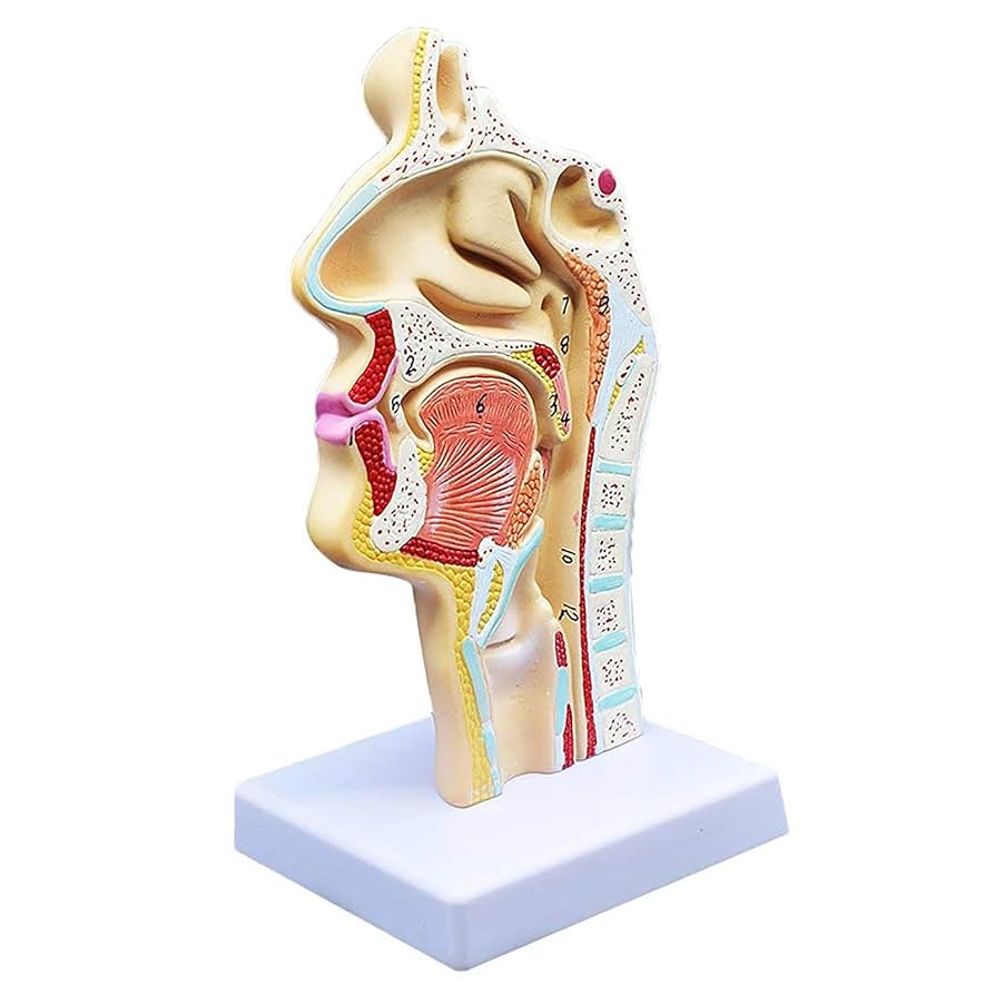裁断機裁断済　口腔解剖学 裁断機裁断済 口腔解剖学 口腔解剖学 | 脇田稔, 井出吉信, 前田