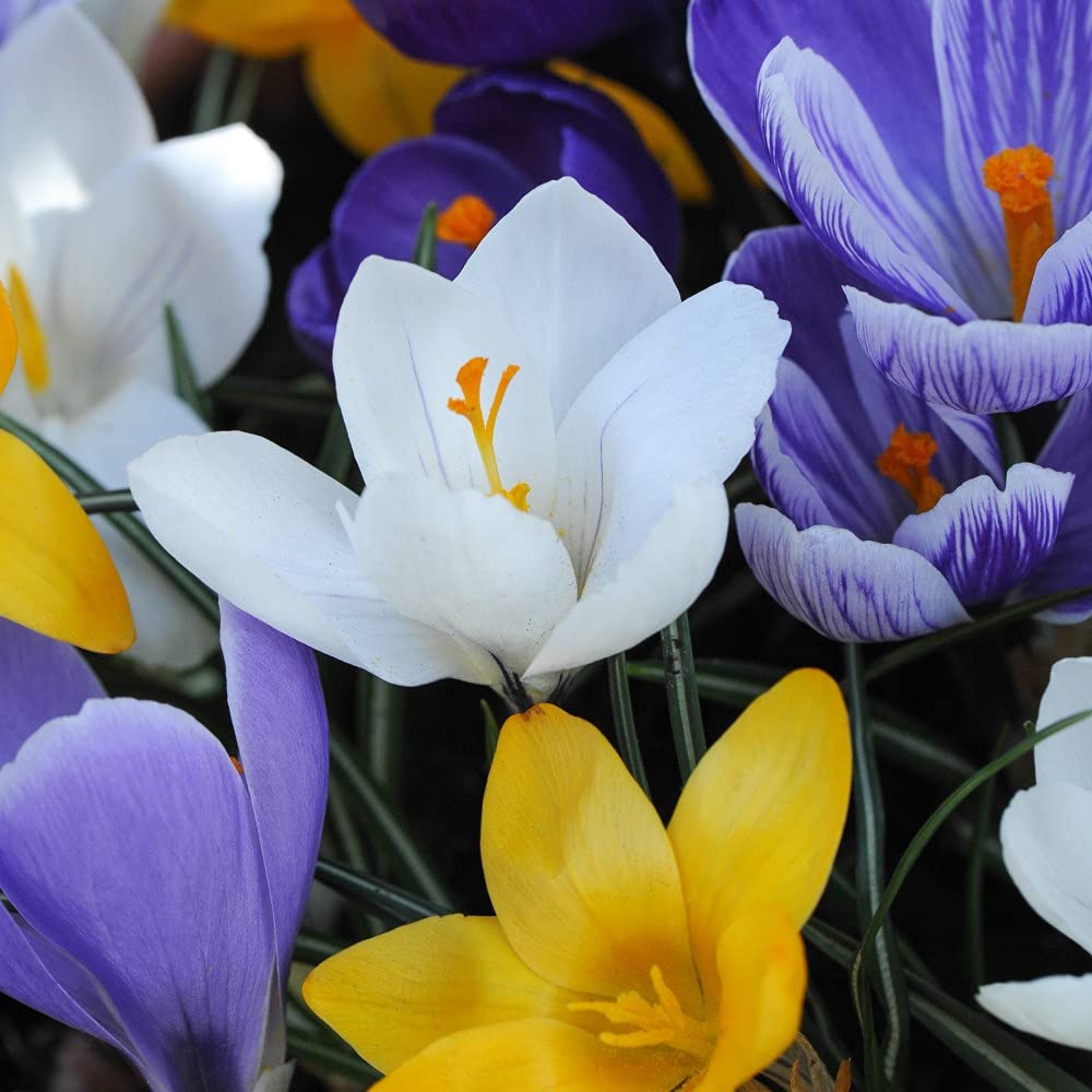 Crocus Value Mix Bulbs Flowering Hardy Corm Garden Plants Suitable for Indoors and Outdoors Easy to Grow Your Own Perfect Spring Display 80 Bulbs by Thompson and Morgan