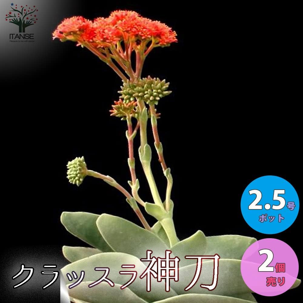 61keO2O9ecL._AC_UF1000,