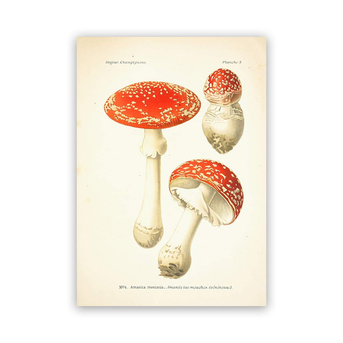 Affiche champignon vintage poster botanique deco retro nature sur toile 30x45cm