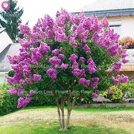 Lagerstroemia Summer Charm Tonto - Mirto Crespo - Foto 4