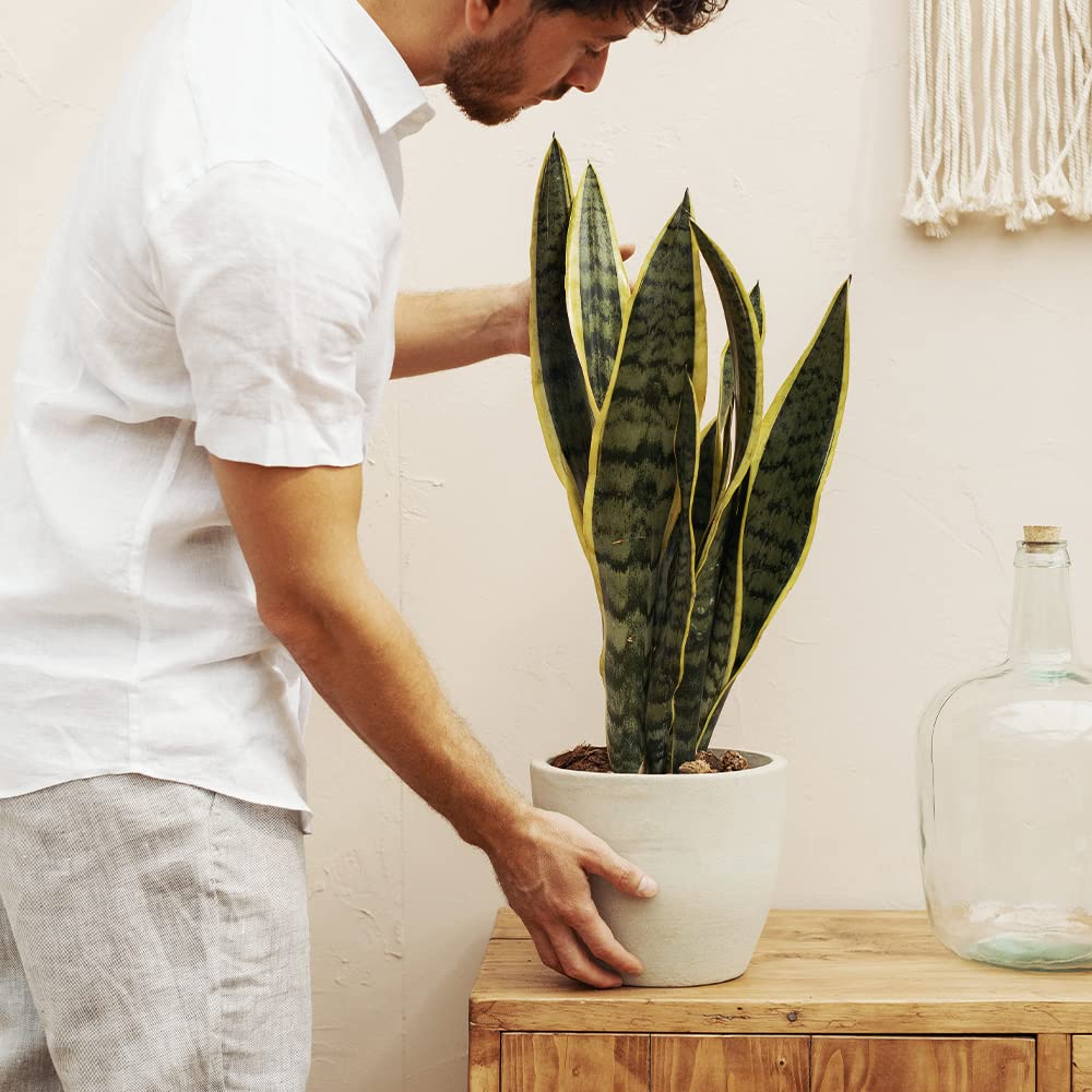 Sansevieria Trifasciata o Laurentii - Lengua de Suegra | Planta suculenta natural ideal para interior con altura de 50-60 cm en maceta del 17ø | April Plants — view 2