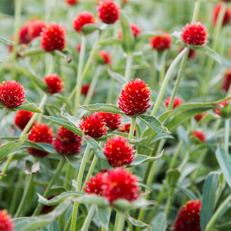 Golden Hills Farm Gomphrena Red Strawberry Flower 50-203 seeds (B0BNNG6KL6) Amazon Price History, Amazon Price Tracker