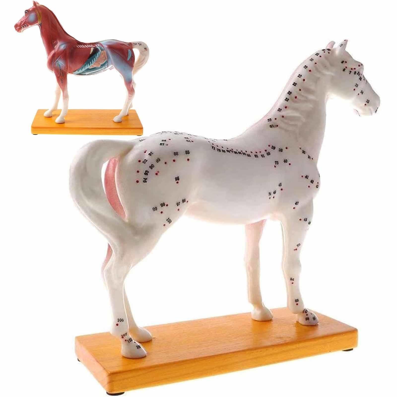 YNIYUJKL Horse Acupuncture Model With Acupoint Point, Animal Anatomy Study Acupoint Model, For Acupuncture And Moxibustion, Veterinary Training Teaching Tool