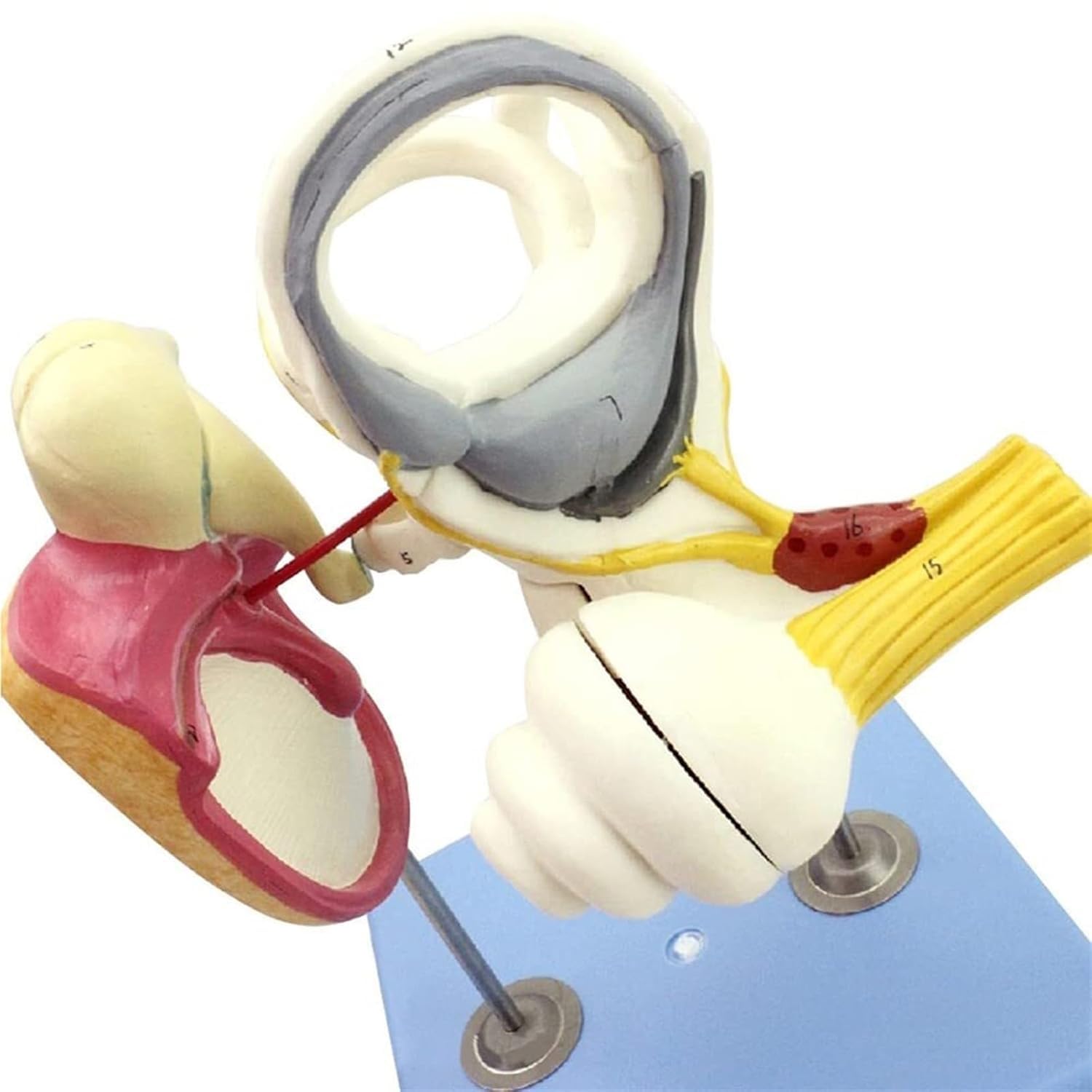 Model Cochlea do anatomii ucha wewnętrznego człowieka – szczegółowa struktura błony bębenkowej, kości kostnej i ślimaka do badań medycznych i celów edukacyjnych