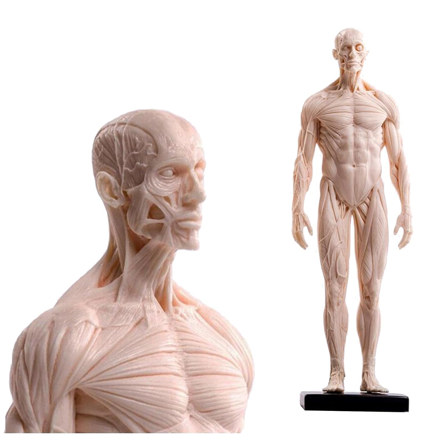 Modello di anatomia umana 30 cm maschio femmina muscolo figura-3 pezzi