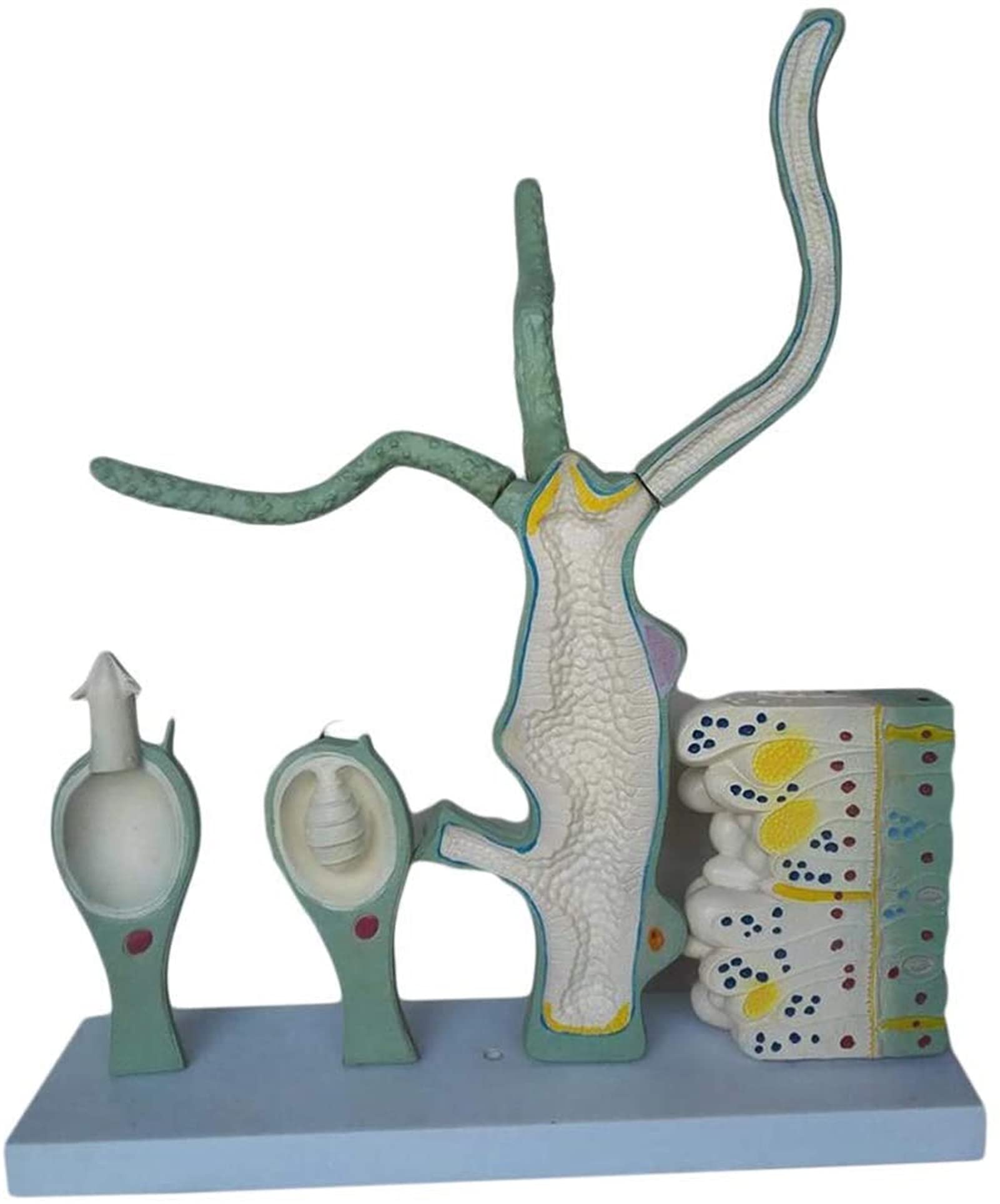 Buy Medical Models, Educational Model Leech d Anatomical Model Leech