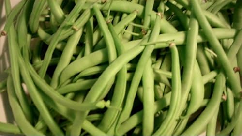 Miniatura 2 de Harvester Bush Bean - 14 lb-Aproximadamente 280 Semillas" - (53 días) Orgánico, Sin tratar