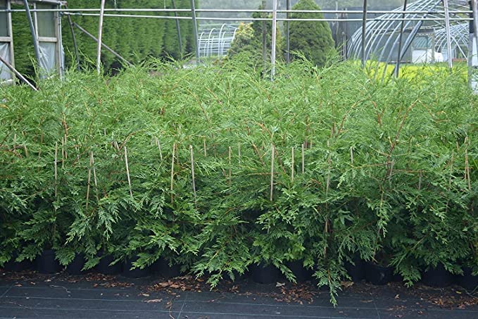 3-4ft Leylandii Green Hedging Conifers, 2ltr pots, Evergreen Hedging (10 Plants)