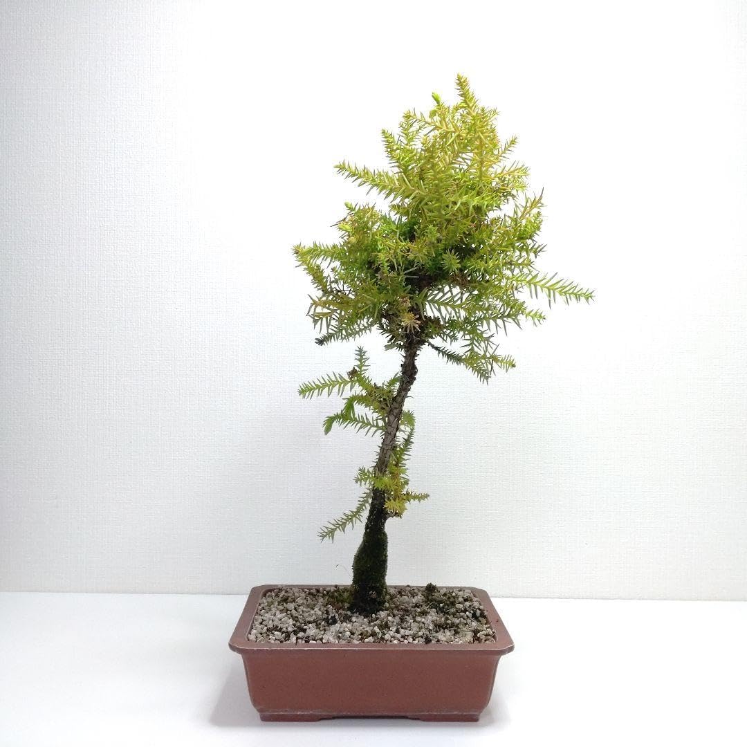 錦松 盆栽 8号陶器鉢つき 古木 錦松 盆栽 8号陶器鉢つき 古木❗ 楽天