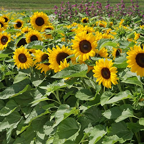 Sunflower Helianthus annuus Seeds 'Little Dorrit' F1 Hybrid Hardy Annual Yellow Blooms Easy to Grow Your Own Garden Flowers 1x Packet (Approx. 20 Seeds) by Thompson and Morgan
