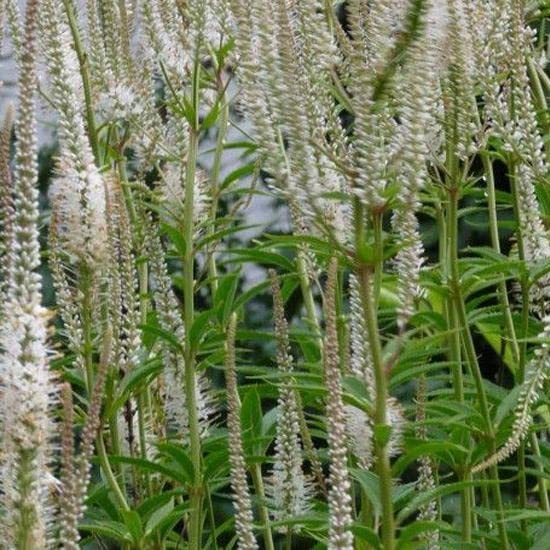 6x Veronicastrum bianco - Veronicastrum virginicum 'Album' - Vaso 9x9 cm - perenne alta rustica fioritura bianca giardino