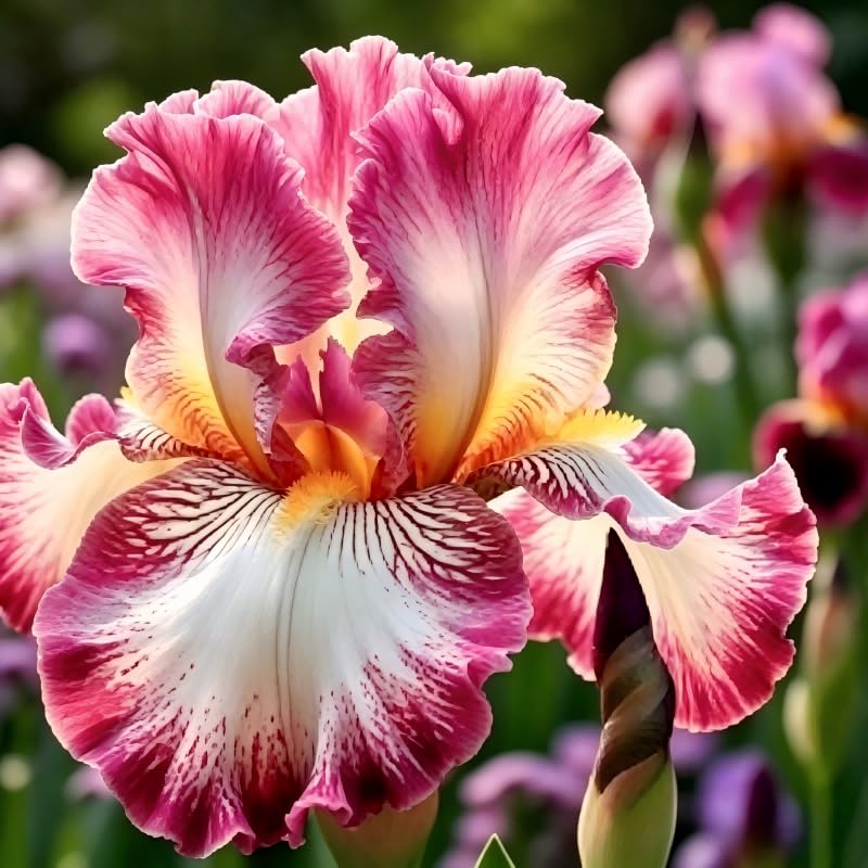 Iris Ornamental Cultivation pellets; Perennial herbaceous Flowers for Gardens, Easy to Grow and Thrive.