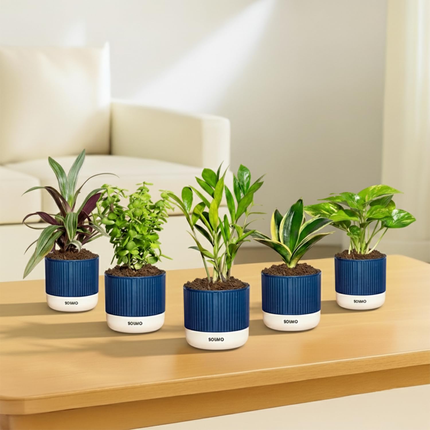 Amazon Brand – Solimo 5-in-1 Indoor Plant Combo – ZZ Green, Golden Snake, Rhoeo, Jade & Money Variegated with Self-Watering Pots | Blue Planters | Pot Size: 9cm X 9.5cm-image-38