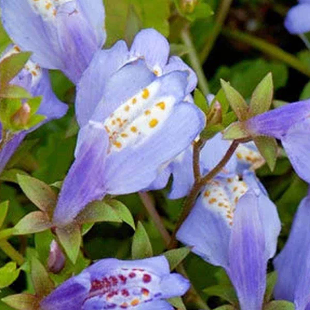 Bloomique - Mazus reptans - Plantas de estanque - Acuáticas - Resistente al frío - Altura 10-20 cm - Maceta 9 cm