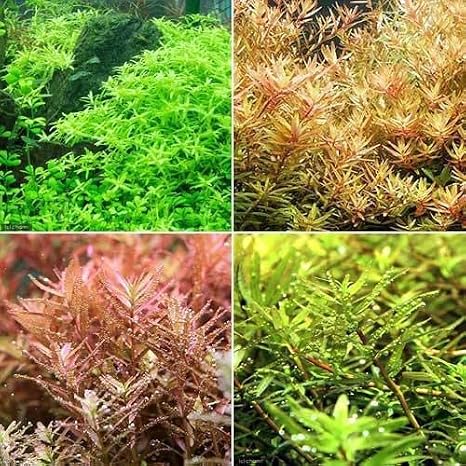 水草 ロタラミックス ４種 水上葉 無農薬 計２０本 Charm チャーム