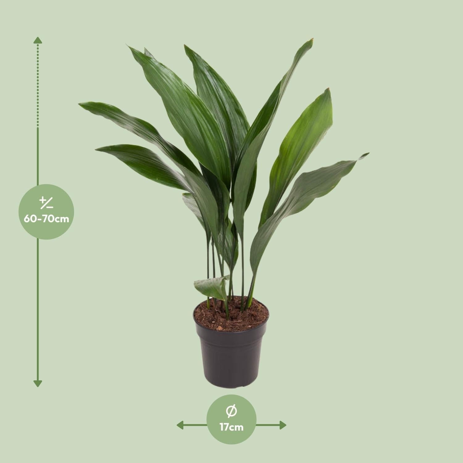 Aspidistra Elatior Zimmerpflanze Ø17 cm ca. 70 cm