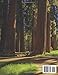 Sequoia National Park in California Images Coffee Table Book for All: a Colorful Tour of Beautiful AI Pictures for Relaxing & Meditation, for Nature ... Boundaries of Traditional Artistic Creation.