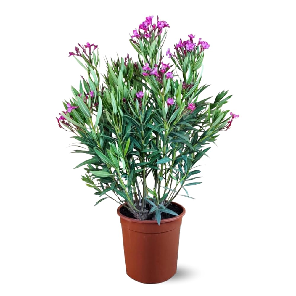 Attitude Jardin - alloro rosa - nerium oleander -110-120 cm - ⌀ 24 cm - pianta da esterno - fiore rosa