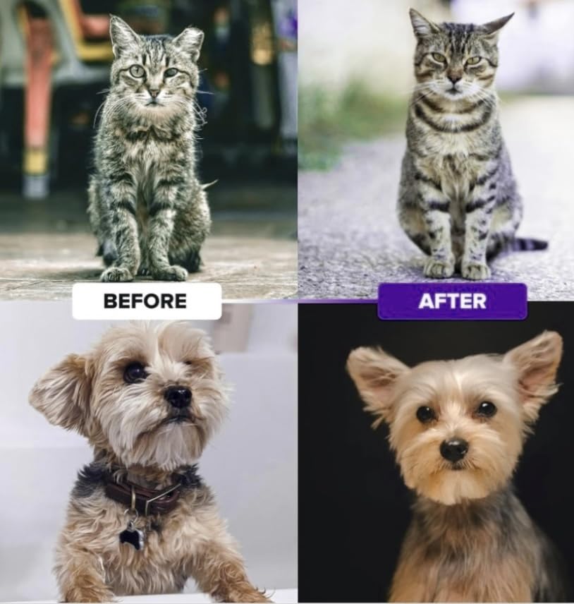 Pret & Lively Pet hair Dematting Tool, Tough Mats and Tangles, Undercoat Rake Comb, Dogs, Cats, Rabbits, & All Hairy Pets, Holiday Gift, Professional Grooming Brush For Deshedding, Extra Wide (Purple) Pret & Lively Pet hair Dematting Tool, Tough Mats and Tangles, Undercoat Rake Comb, Dogs, Cats, Rabbits, & All Hairy Pets, Holiday Gift, Professional Grooming Brush For Deshedding, Extra Wide (Purple)