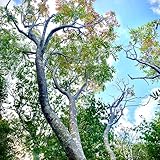 Sliding - Hauptdarsteller: Buddha 