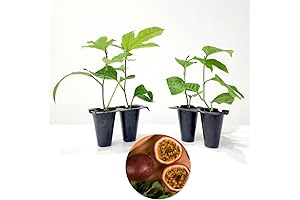 Passion Vines Live Plants - 4-Pack: Possum Purple Passion Fruits - Easy-to-Grow...