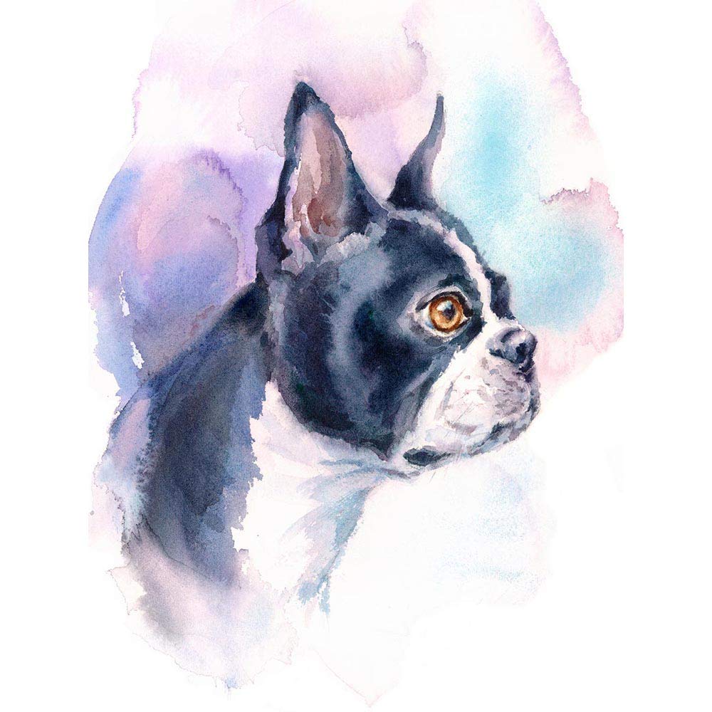 Wee Blue Coo Dog Boston Terrier Watercolour Art Print Poster Wall Decor 12X16 Inch