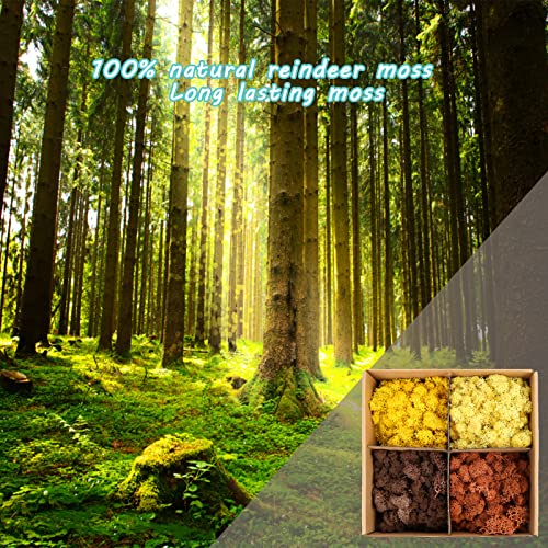 Image of Amoueterno Preserved Moss 4 Color Reindeer Moss,Total 14OZ Each Color 3.5OZ, Natural Real Green Moss DIY Kit Moss Crafts Art Wall Decor Florist Decor Yellow /Light Yellow /Brown /Orange Brown