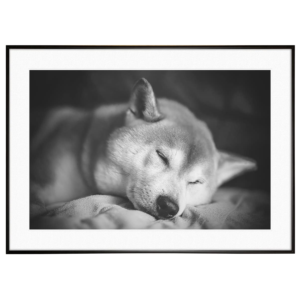 Amazon.co.jp: インテリアアート ポスター 動物写真 柴犬 モノクロ