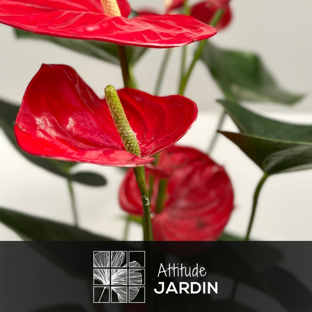 Attitude Jardin - Anthurium rouge - plante d'intérieur - 60-70 cm - ⌀ 17 cm - plante fleurie