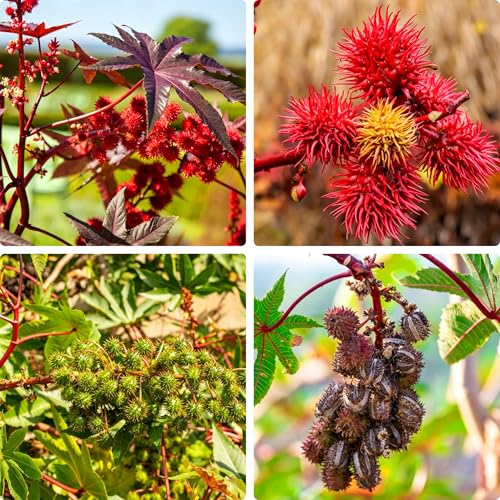 Mixrug Giant Castor Beans Seeds for Planting 50pcs Perennial Castor Herbs Seeds Plants Non-GMO Heirloom Premium Organic Herbs Plants for Home Garden Outdoors